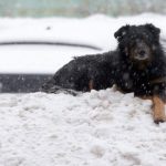 Heaviest snowfall on record blankets Moscow