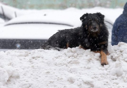 Heaviest snowfall on record blankets Moscow