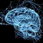 Humans produce new brain cells throughout their lives, say researchers