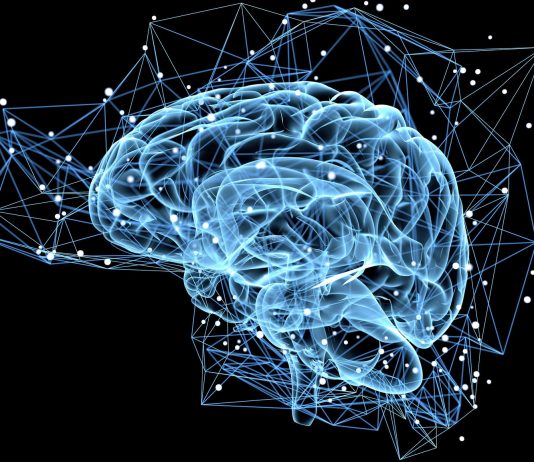 Humans produce new brain cells throughout their lives, say researchers